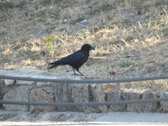 Corvus corone corone