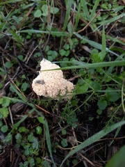 Didymium mucilago