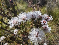 Melaleuca squamea