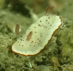Goniobranchus daphne