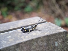 Traulia azureipennis