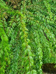 Memecylon pauciflorum