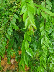 Memecylon pauciflorum