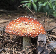 Amanita muscaria