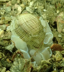 Hydatina physis