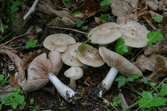 Entoloma clypeatum