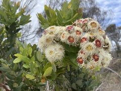 Angophora hispida