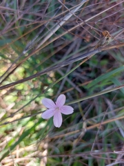 Dianthus strictus