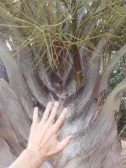 Dypsis decaryi