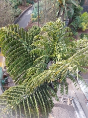 Arecaceae