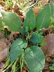 Symphytum brachycalyx