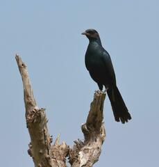 Lamprotornis australis