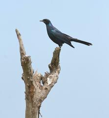 Lamprotornis australis
