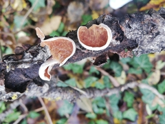 Schizophyllum amplum