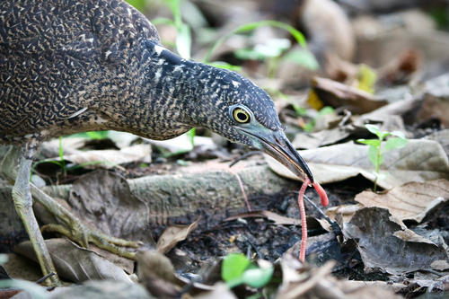 Subspecies Gorsachius melanolophus melanolophus · iNaturalist