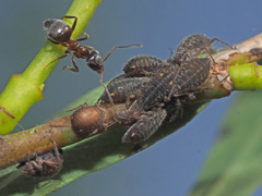 Lasius