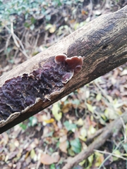 Auricularia mesenterica