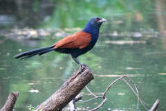 Centropus sinensis intermedius