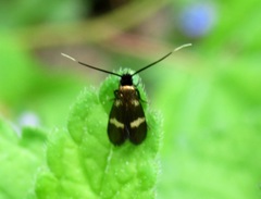 Cauchas fibulella