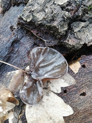 Auricularia auricula-judae