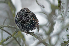 Sturnus vulgaris