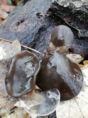 Auricularia auricula-judae