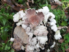 Schizophyllum commune
