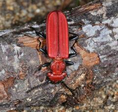 Cucujus cinnaberinus