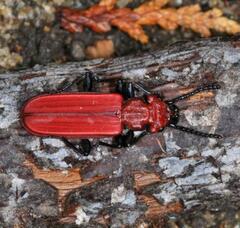 Cucujus cinnaberinus