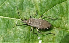 Dicranocephalus agilis