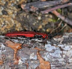 Cucujus cinnaberinus