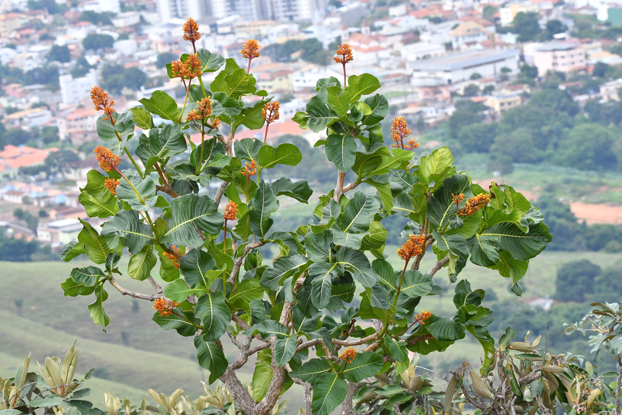 Palicourea rigida