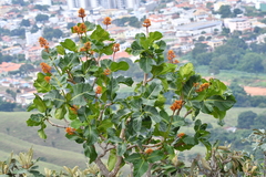 Palicourea rigida
