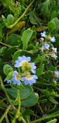 Scaevola calendulacea