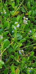 Scaevola calendulacea