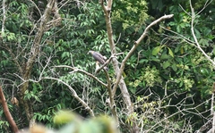 Chondrohierax uncinatus