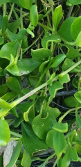 Scaevola calendulacea