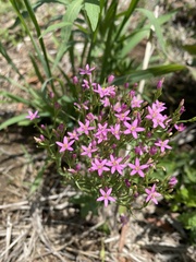 Centaurium erythraea