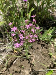 Centaurium erythraea