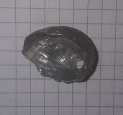 Haliotis tuberculata