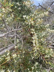 Hakea