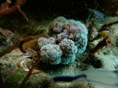 Dendronephthya australis