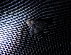 Acronicta megacephala