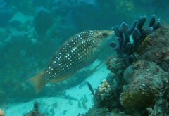 Notolabrus gymnogenis