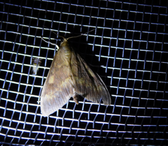 Ostrinia nubilalis