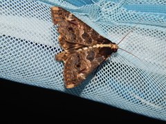 Sphingomorpha chlorea