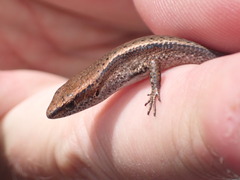 Lampropholis