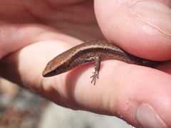 Lampropholis