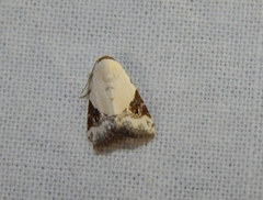 Eublemma ecthaemata
