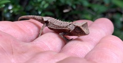 Brookesia decaryi